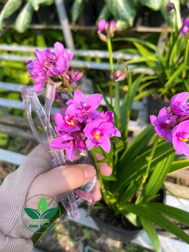 HOA ĐỊA LAN (SPATHOGLOTTIS PLICATA) – CÂY HOA CẢNH SÂN VƯỜN MANG VẺ ĐẸP SANG TRỌNG & BỀN BỈ 2