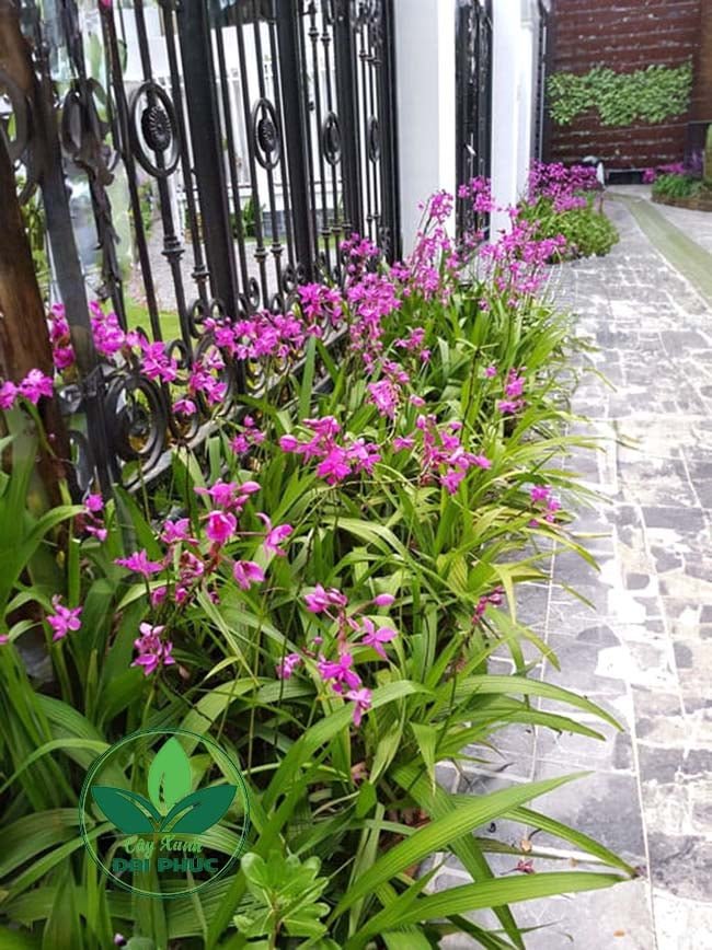 HOA ĐỊA LAN (SPATHOGLOTTIS PLICATA) – CÂY HOA CẢNH SÂN VƯỜN MANG VẺ ĐẸP SANG TRỌNG & BỀN BỈ 3