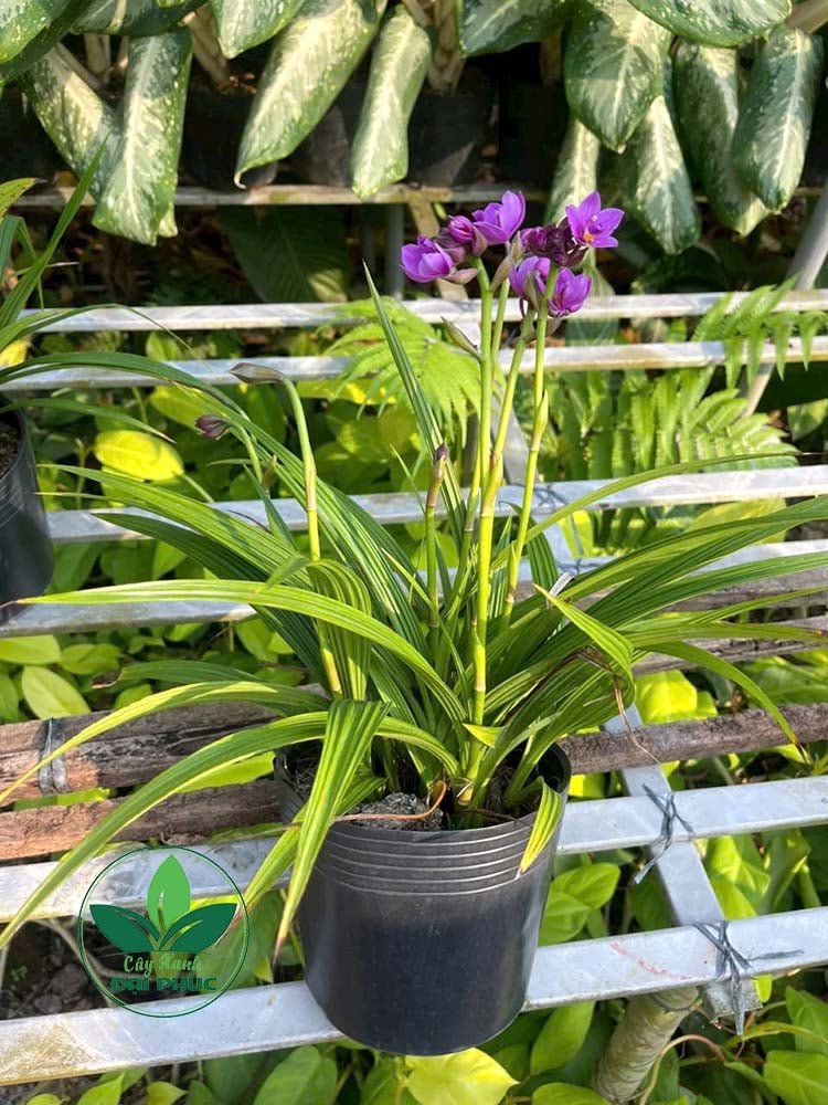 HOA ĐỊA LAN (SPATHOGLOTTIS PLICATA) – CÂY HOA CẢNH SÂN VƯỜN MANG VẺ ĐẸP SANG TRỌNG & BỀN BỈ