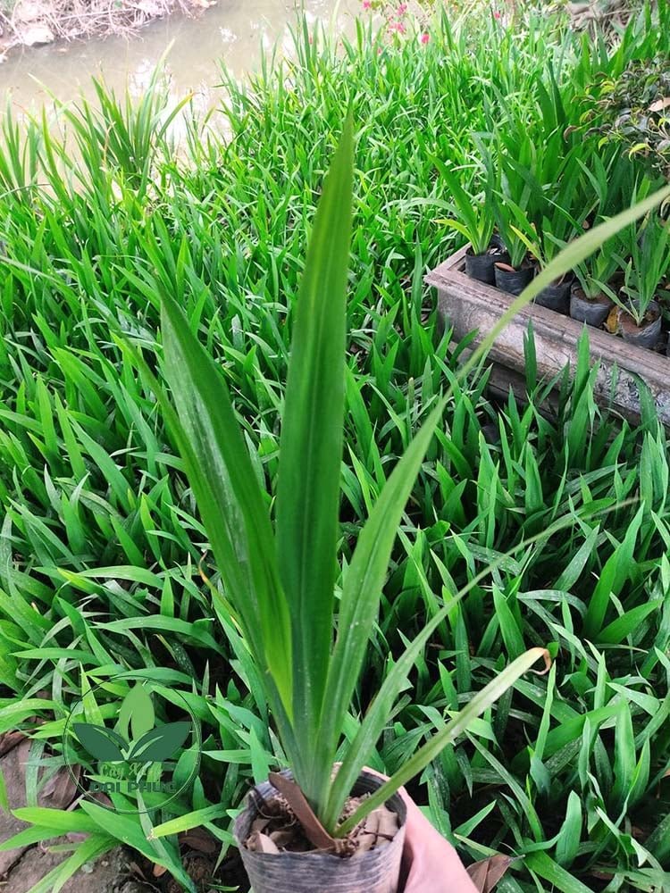 ĐỊA CHỈ MUA LAN RẺ QUẠT UY TÍN – GIÁ TỐT – GIAO HÀNG TẬN NƠI 3
