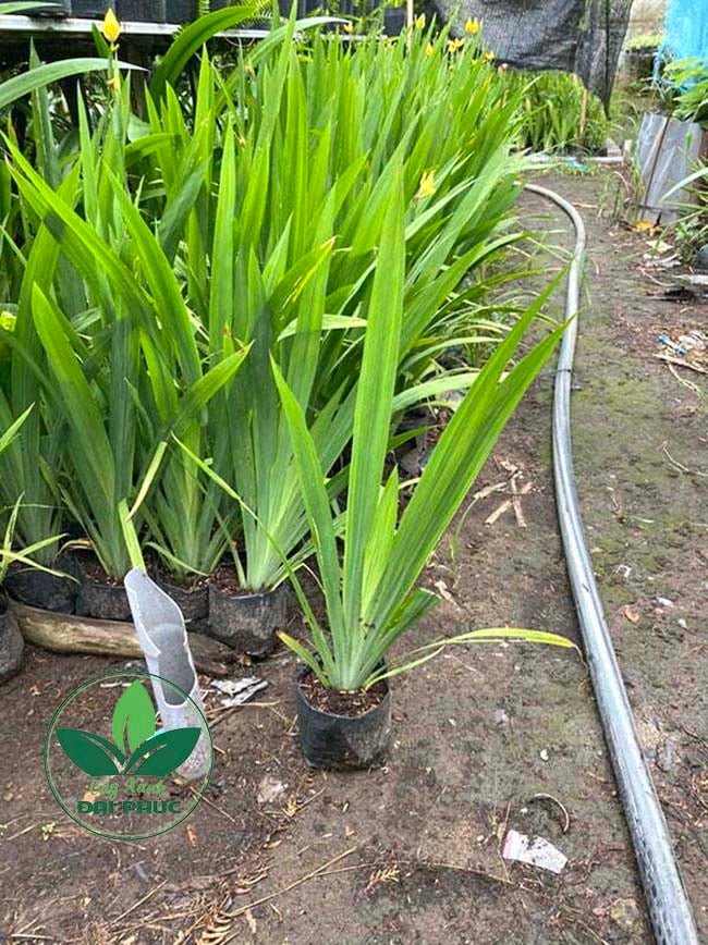 ĐỊA CHỈ MUA LAN RẺ QUẠT UY TÍN – GIÁ TỐT – GIAO HÀNG TẬN NƠI