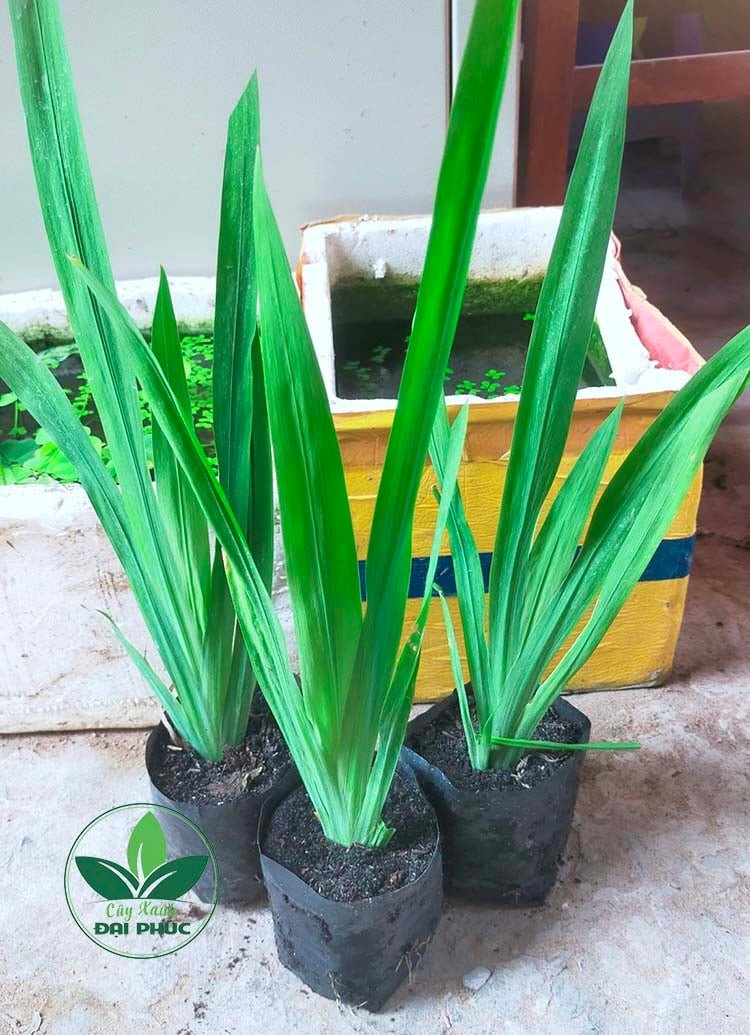 ĐỊA CHỈ MUA LAN RẺ QUẠT UY TÍN – GIÁ TỐT – GIAO HÀNG TẬN NƠI 2