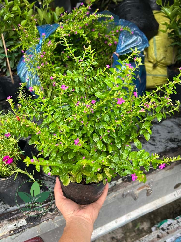 HOA CẨM TÚ MAI – LOẠI HOA SÂN VƯỜN ĐẸP, BỀN VÀ DỄ CHĂM MÀ AI CŨNG YÊU THÍCH 2