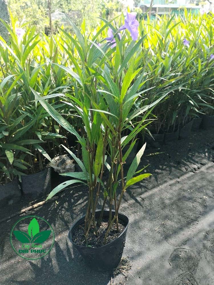 Cây Chiều Tím: Đặc điểm – Công dụng – Cách Trồng & Chăm Sóc Chuẩn Nhà Vườn