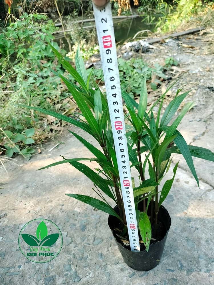Cây Chiều Tím: Đặc điểm – Công dụng – Cách Trồng & Chăm Sóc Chuẩn Nhà Vườn 2