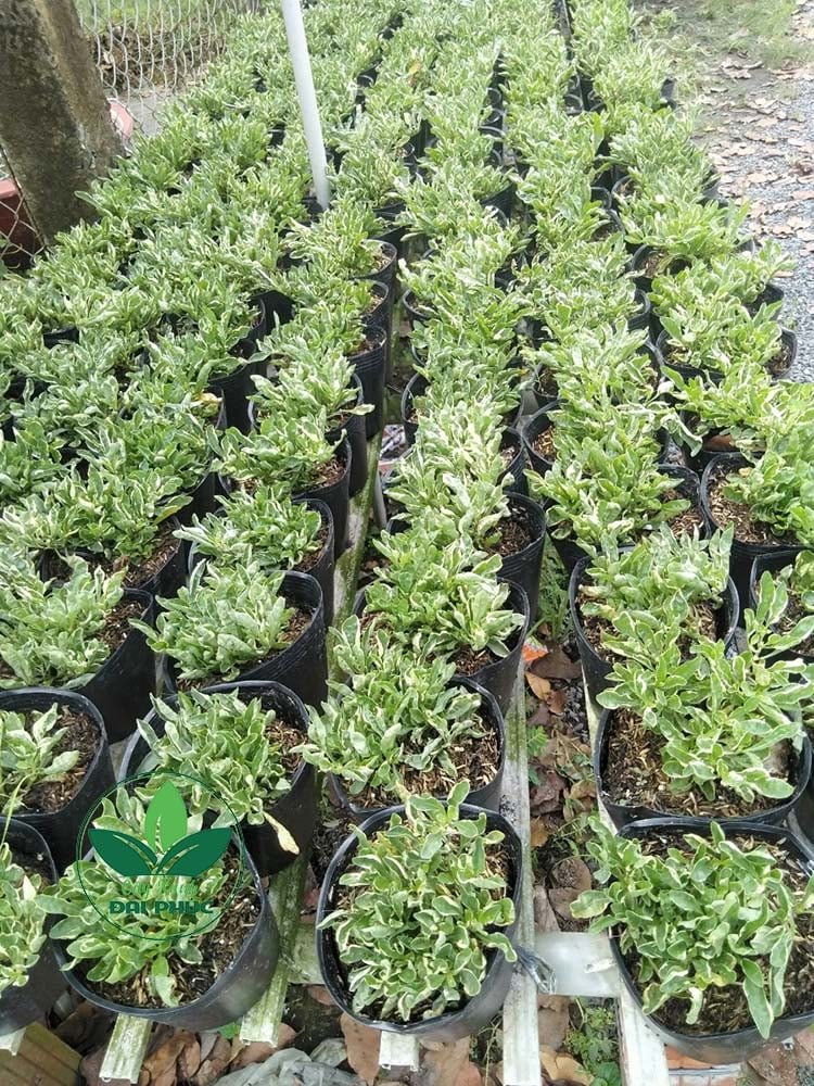 Cây Kỉ Đỏ & Cây Cẩm Thạch – Bộ đôi cây cảnh sân vườn nổi bật, bền đẹp, dễ chăm 2