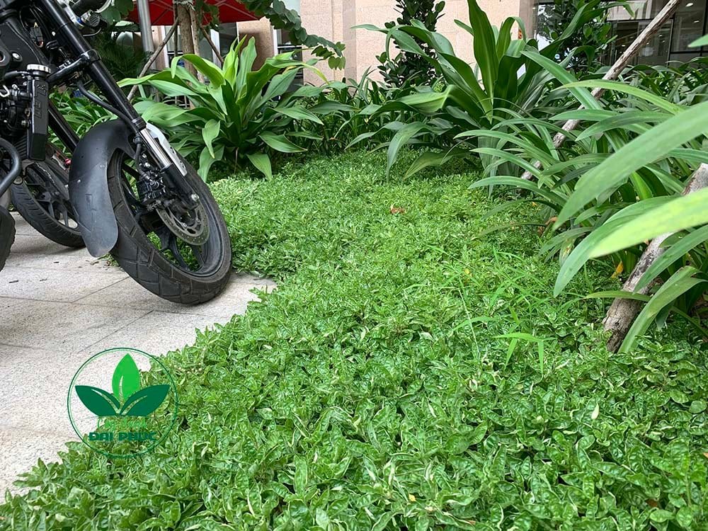 Cây Kỉ Đỏ & Cây Cẩm Thạch – Bộ đôi cây cảnh sân vườn nổi bật, bền đẹp, dễ chăm 3