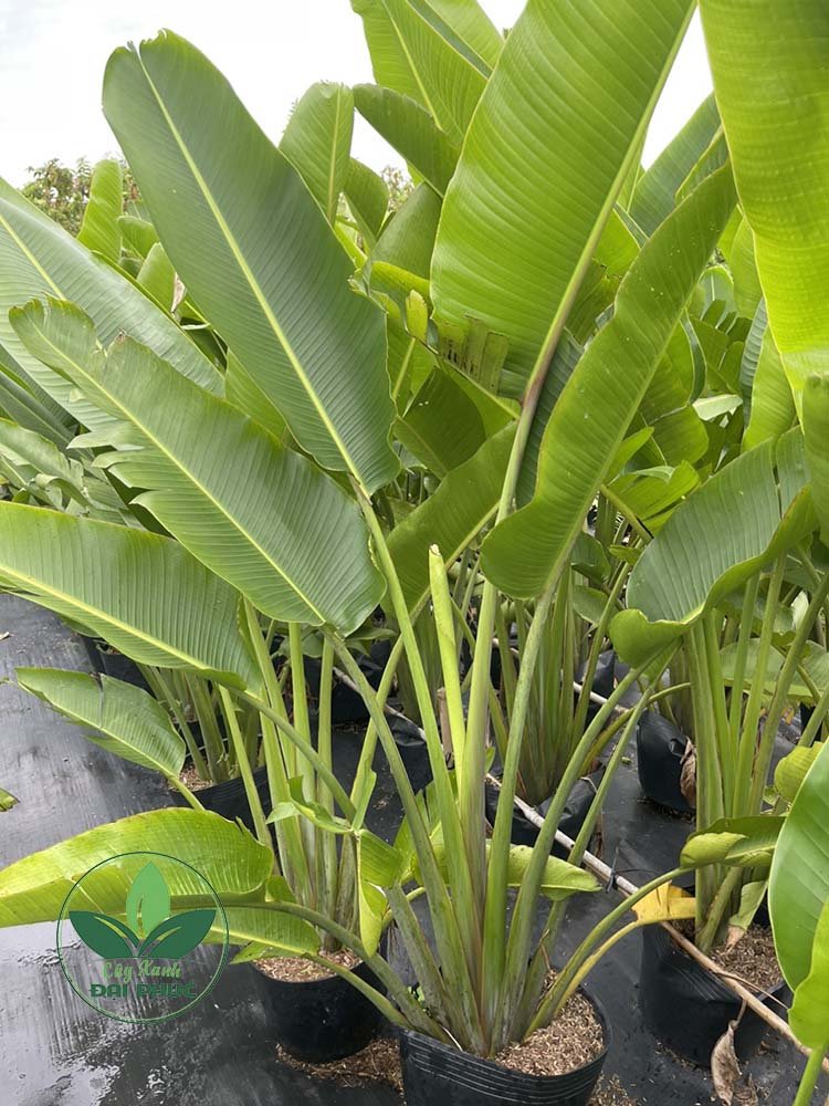 Chuối rẻ quạt – Cây trồng tiểu cảnh sân vườn mang vẻ đẹp ấn tượng 3