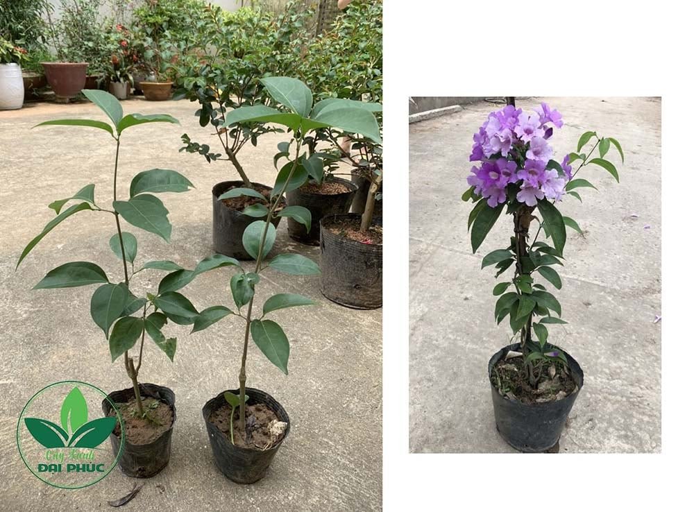 Hoa Lan Tỏi – Cây Cảnh Thân Leo Hoa Tím Tuyệt Đẹp & Dễ Trồng 3
