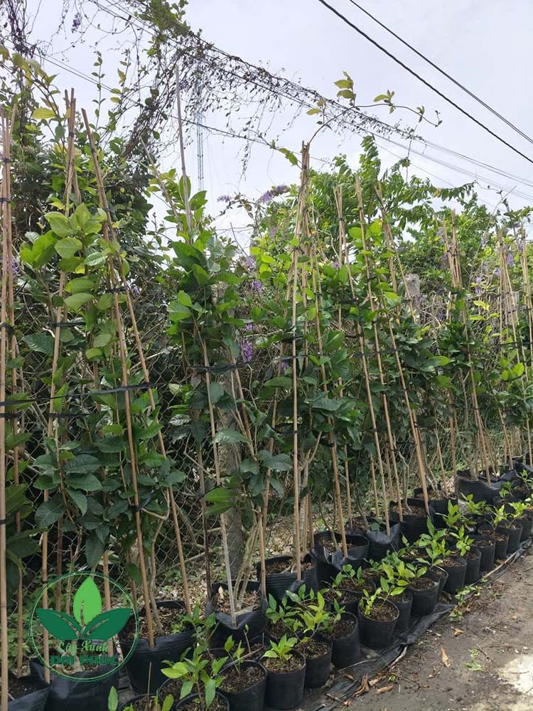 Mai xanh Thái – Loài cây cảnh ra hoa tím xanh đẹp mắt, thu hút mọi ánh nhìn