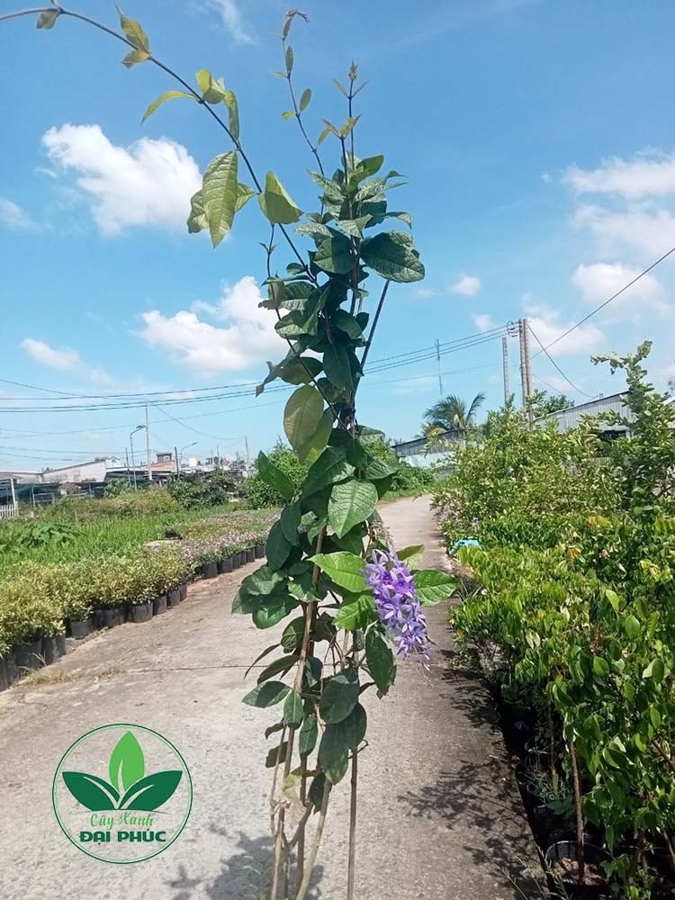 Mai xanh Thái – Loài cây cảnh ra hoa tím xanh đẹp mắt, thu hút mọi ánh nhìn 2