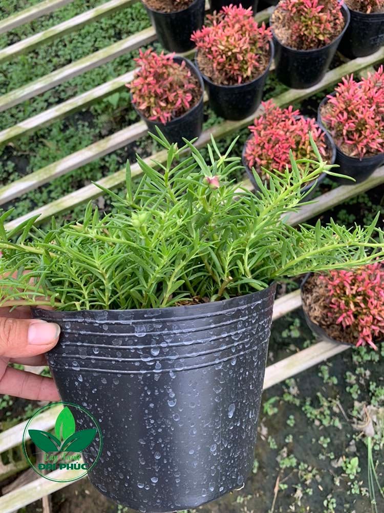 Hoa Mười Giờ – Loài Hoa Sân Vườn Dễ Trồng, Nở Rực Rỡ Suốt Mùa Nắng 2
