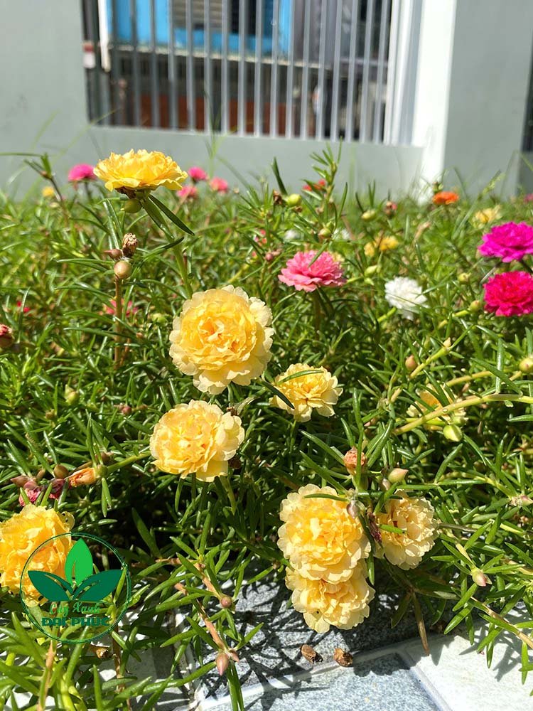 Hoa Mười Giờ – Loài Hoa Sân Vườn Dễ Trồng, Nở Rực Rỡ Suốt Mùa Nắng