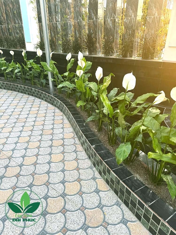 Cây Lan ý – Loài thực vật cảnh mang đến may mắn, tài lộc cho gia chủ 3