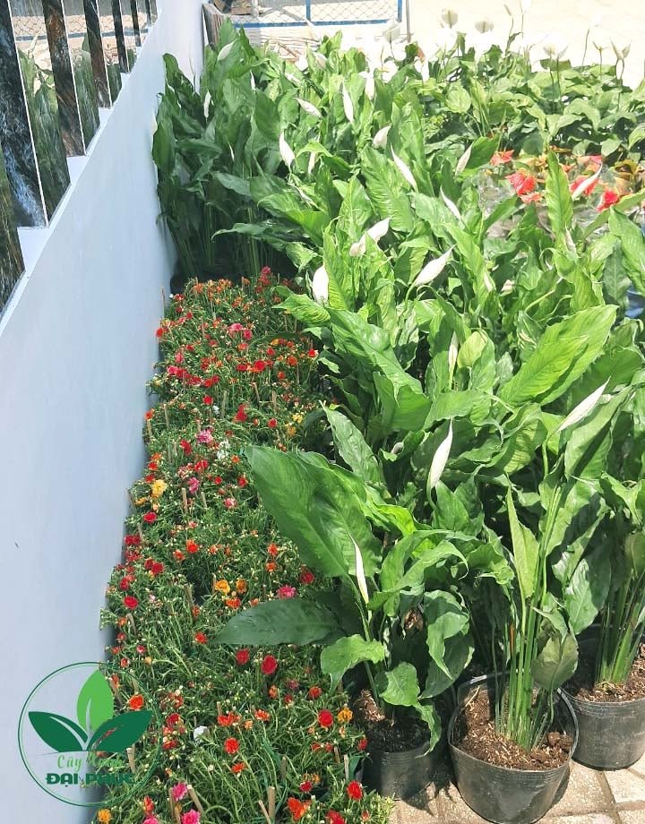 Cây Lan ý – Loài thực vật cảnh mang đến may mắn, tài lộc cho gia chủ 2