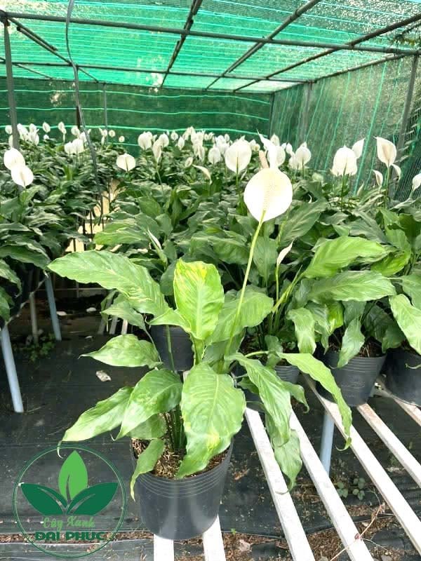 Cây Lan ý – Loài thực vật cảnh mang đến may mắn, tài lộc cho gia chủ