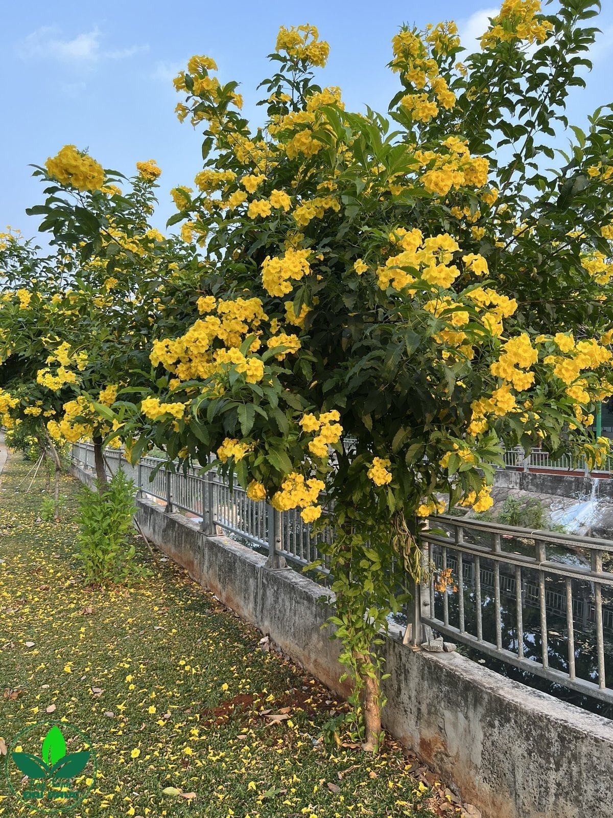 CÂY HUỲNH LIÊN – VẺ ĐẸP HOA VÀNG LUNG LINH CHO SÂN VƯỜN 2