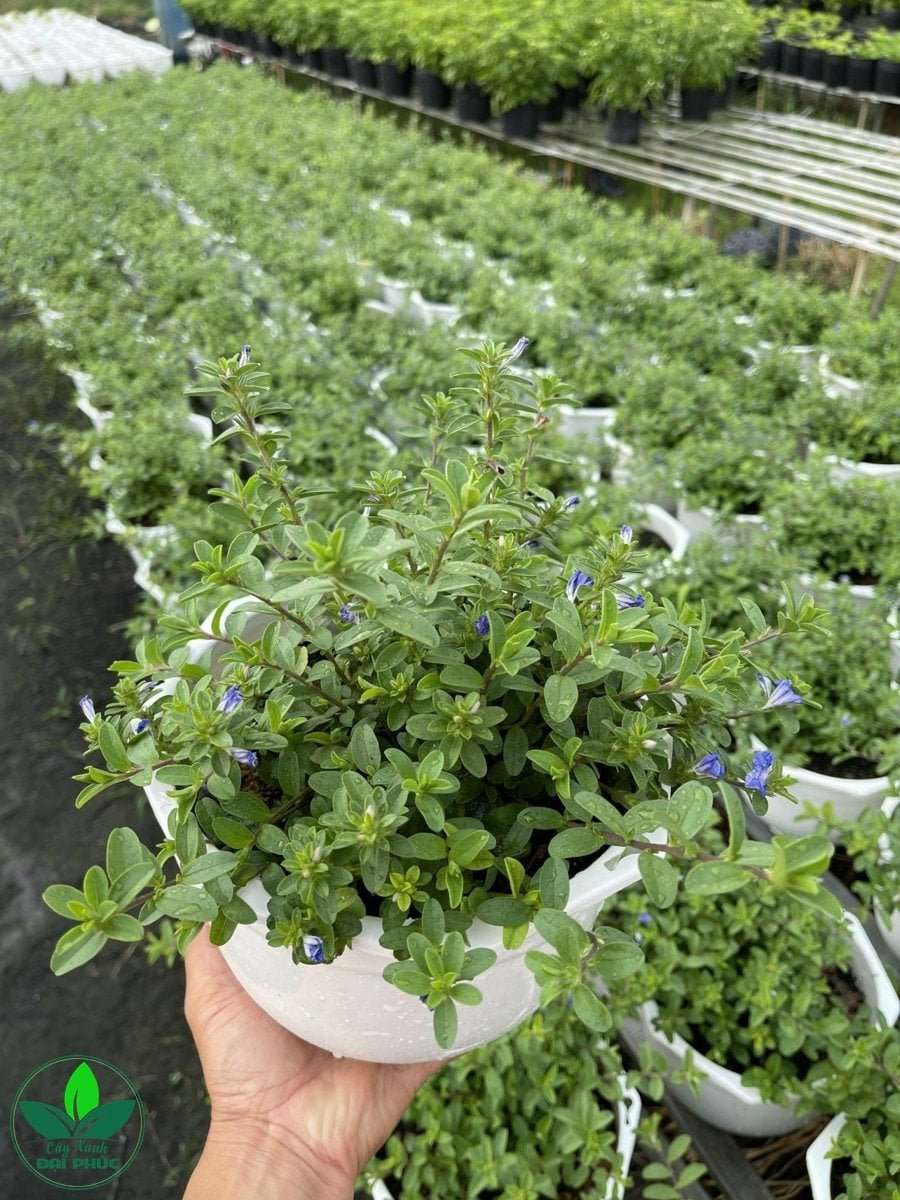 Hoa thanh tú – Loại cây hoa cảnh đẹp nhiều người yêu thích