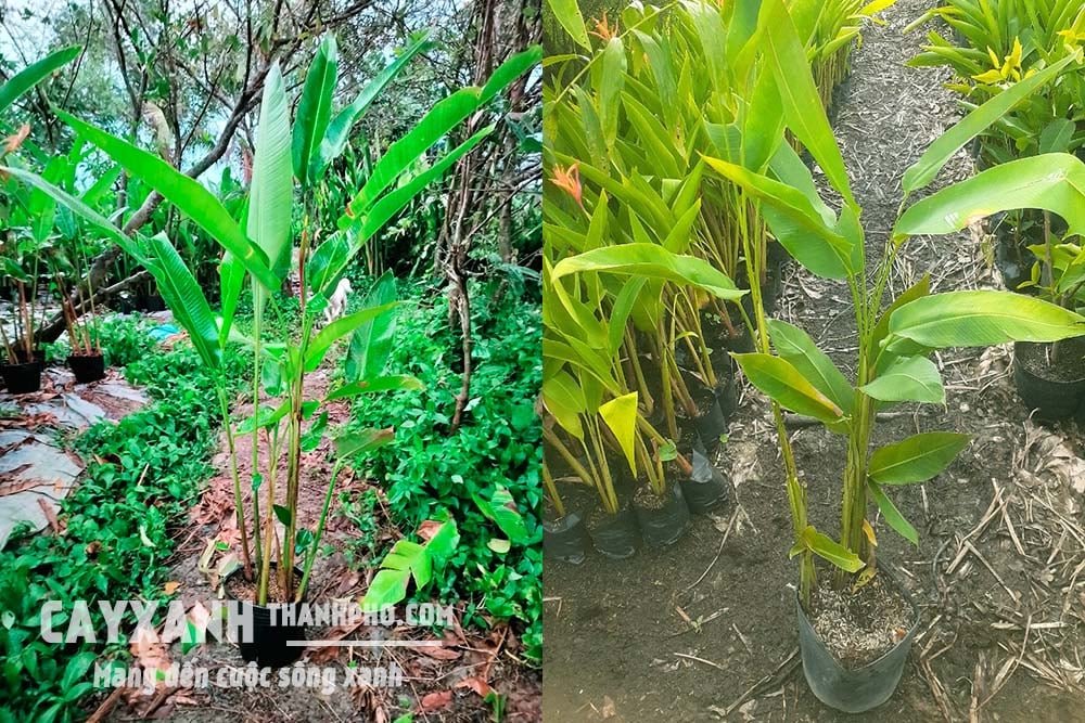 Cây chuối pháo – Lựa chọn hoàn hảo cho cây cảnh sân vườn biệt thự 3