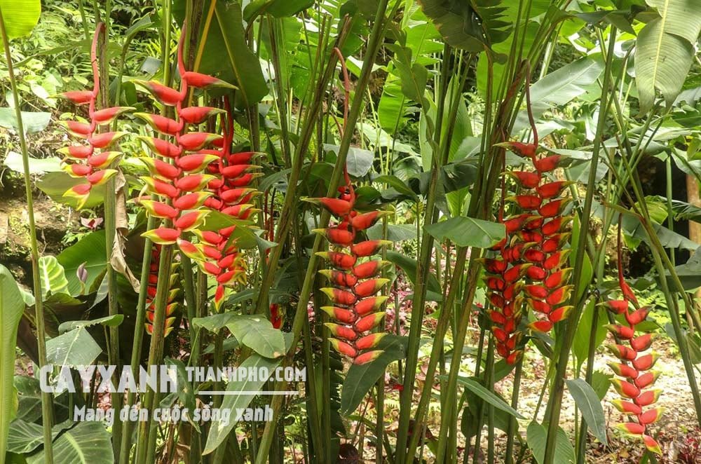 Cây chuối pháo – Lựa chọn hoàn hảo cho cây cảnh sân vườn biệt thự 2