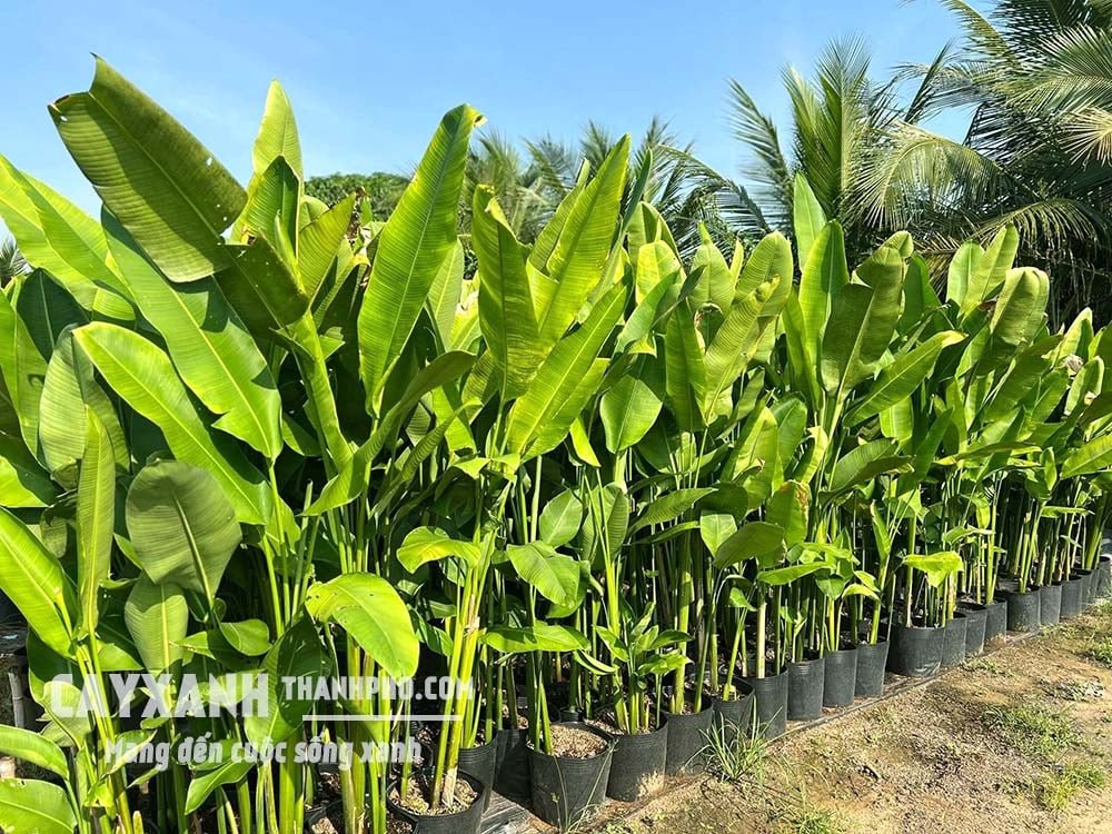 Chuối phượng hoàng - Cây hoa trồng sân vườn cực đẹp, cực bền 2