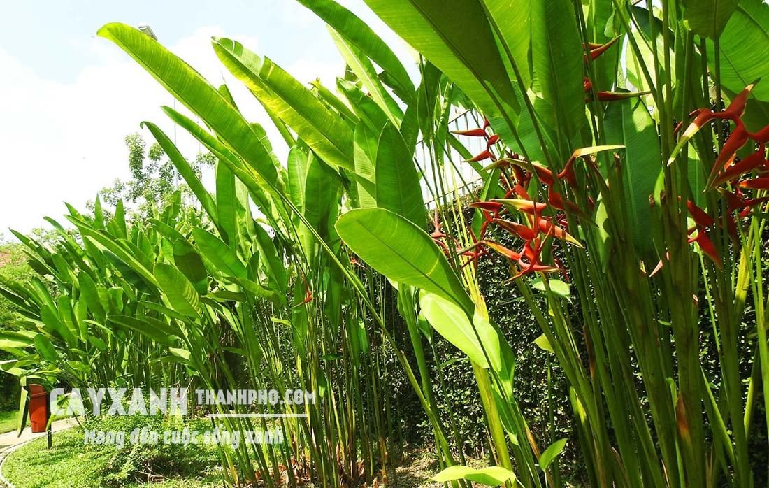 Chuối phượng hoàng - Cây hoa trồng sân vườn cực đẹp, cực bền 3