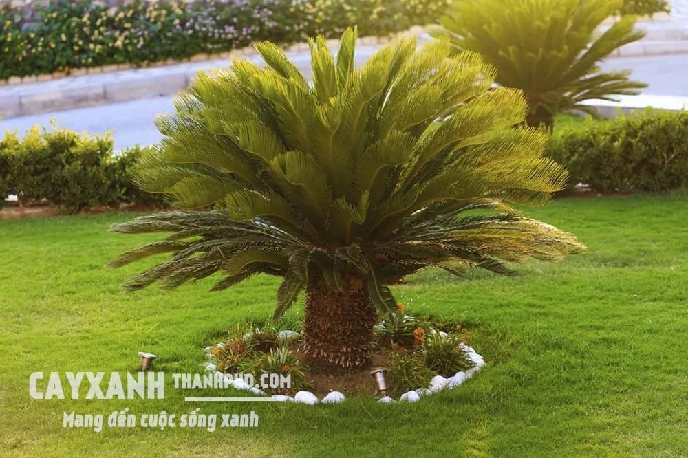 Cây vạn tuế - Loại cây cảnh sân vườn đẹp “vạn người mê” 2
