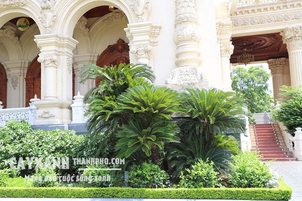 Cây vạn tuế - Loại cây cảnh sân vườn đẹp “vạn người mê” 3