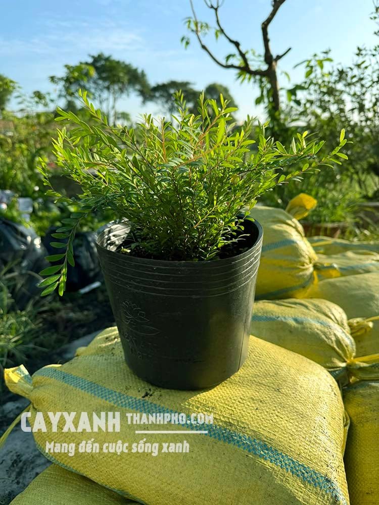 Cây sơn liễu - Cây hàng rào đường viền cực đẹp, đáng để trồng 3