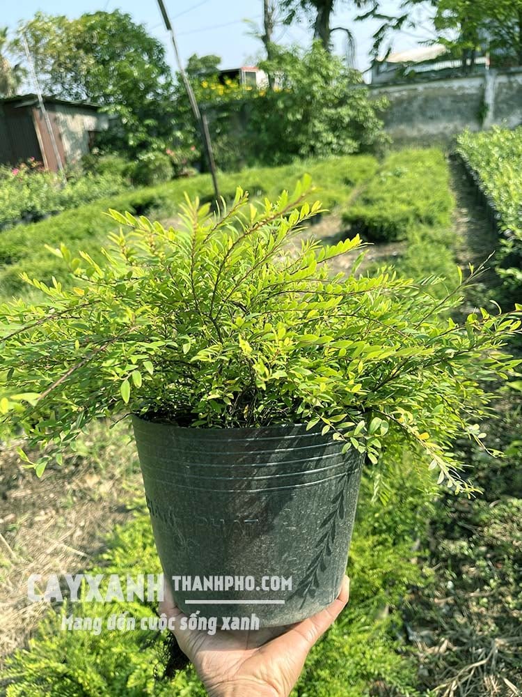 Cây sơn liễu - Cây hàng rào đường viền cực đẹp, đáng để trồng 2