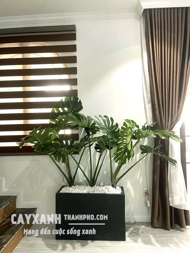 Thế giới chậu xi măng: Vô vàn kiểu dáng, sáng tạo không giới hạn, giá tại xưởng 3