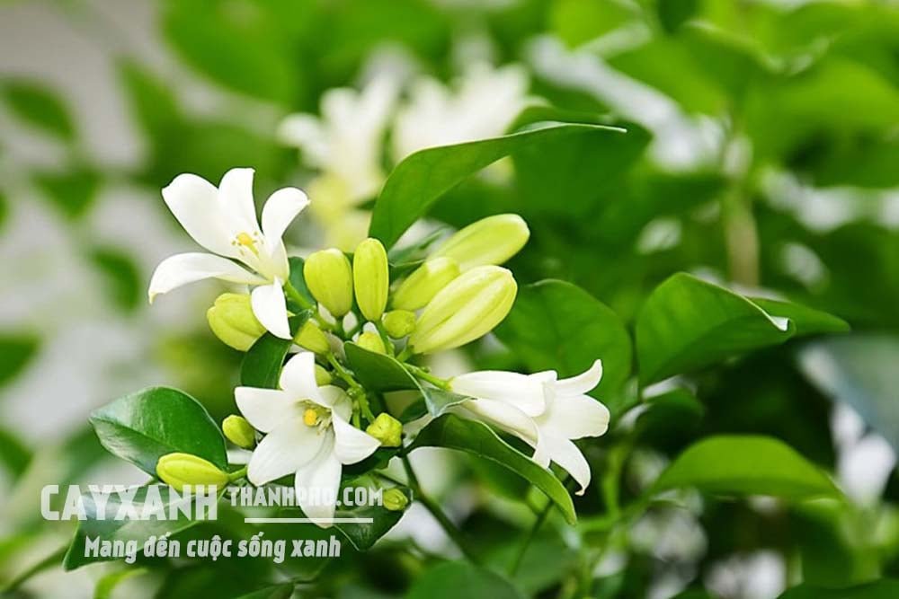 Cây nguyệt quế - cây bụi trồng sân vườn đẹp cả sắc lẫn hương 2