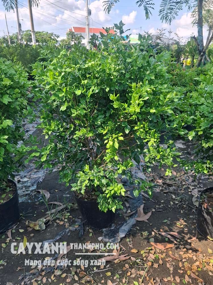 Cây nguyệt quế - cây bụi trồng sân vườn đẹp cả sắc lẫn hương 3