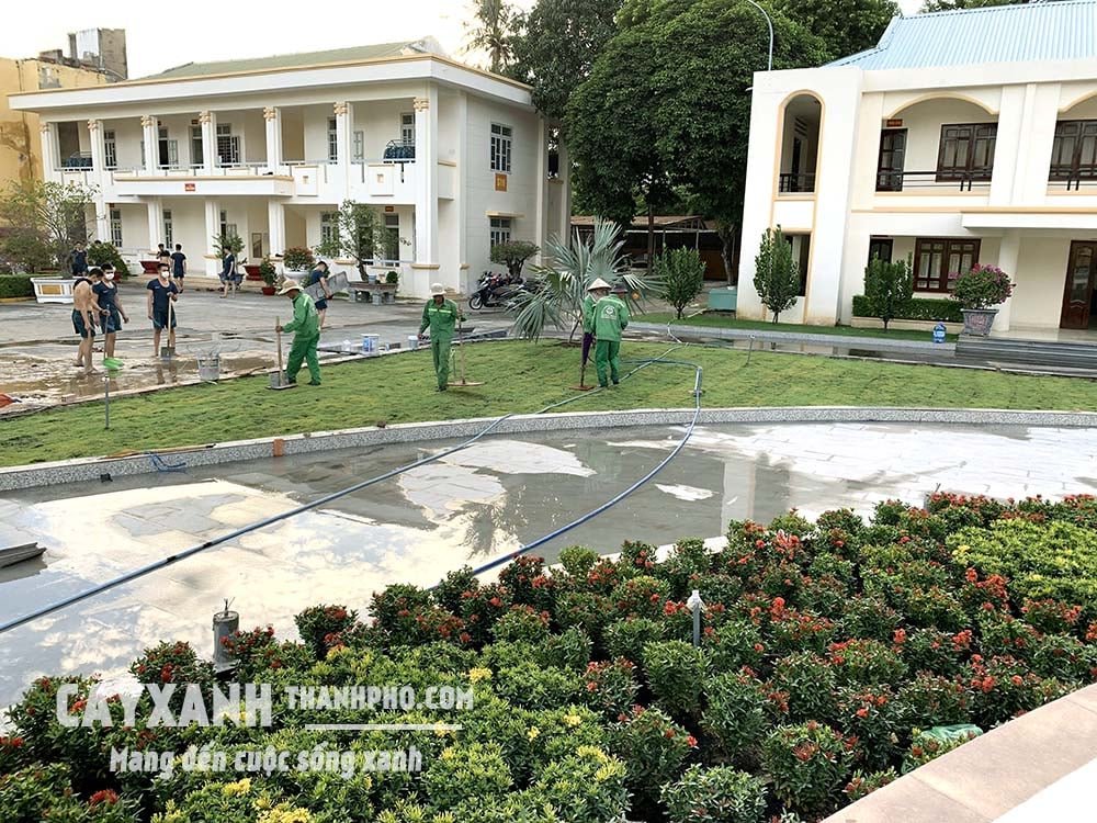 Hoa trang - Cây cảnh đẹp trang trí sân vườn, làm hàng rào, đường viền 2