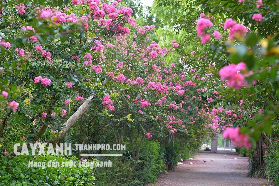 Hoa tường vi – Cây cảnh sân vườn cực đẹp rực rỡ tô điểm không gian 3