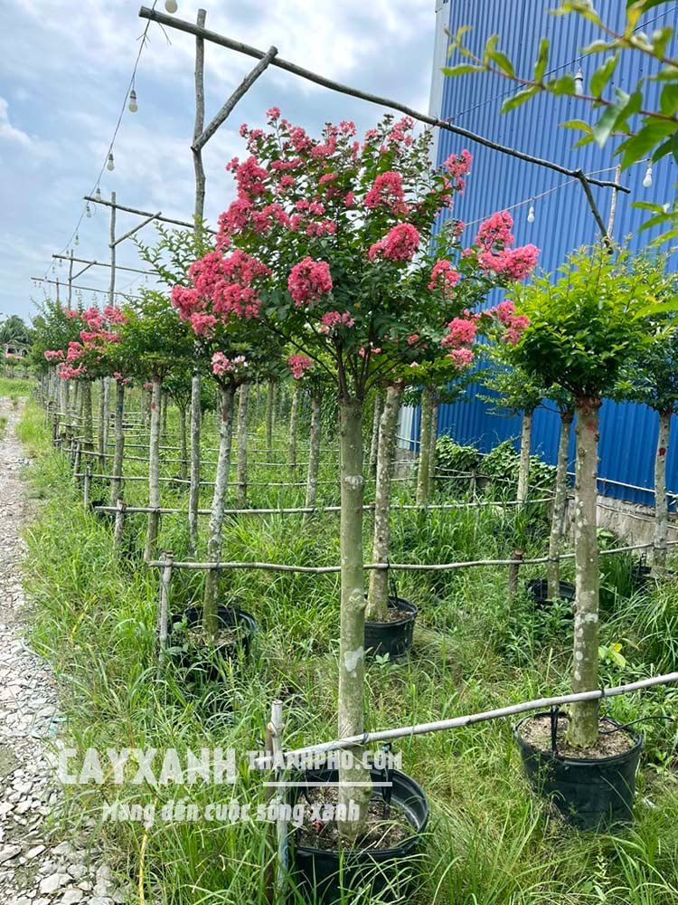 Hoa tường vi – Cây cảnh sân vườn cực đẹp rực rỡ tô điểm không gian 2