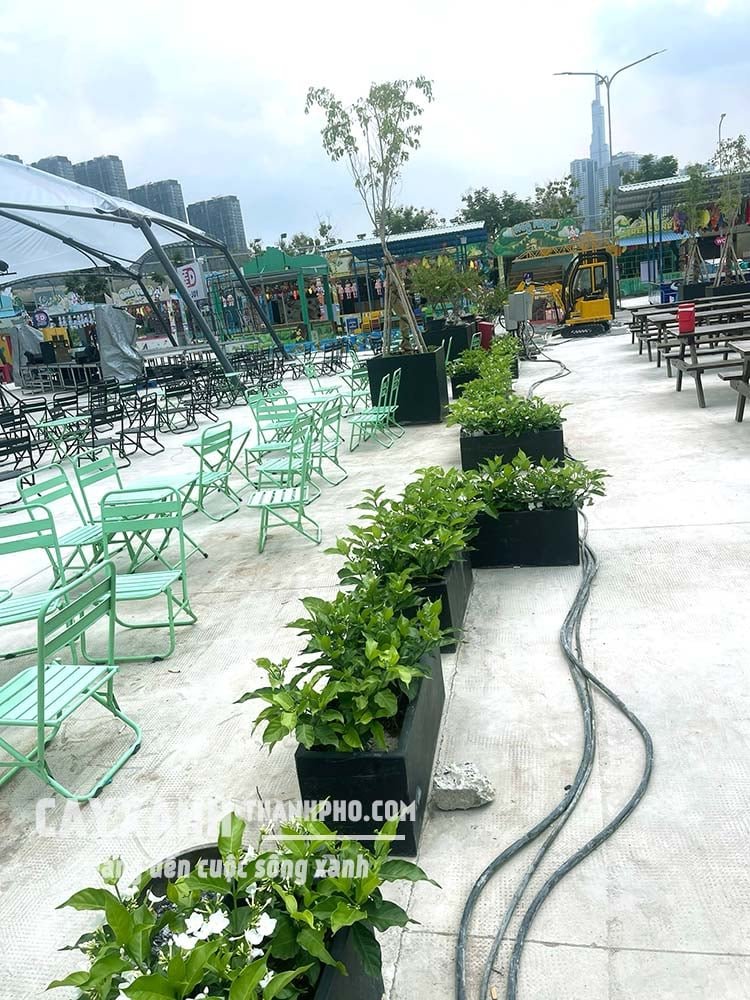 Cây lài tây – Hoa đẹp, dáng xinh, hương thơm hấp dẫn 3