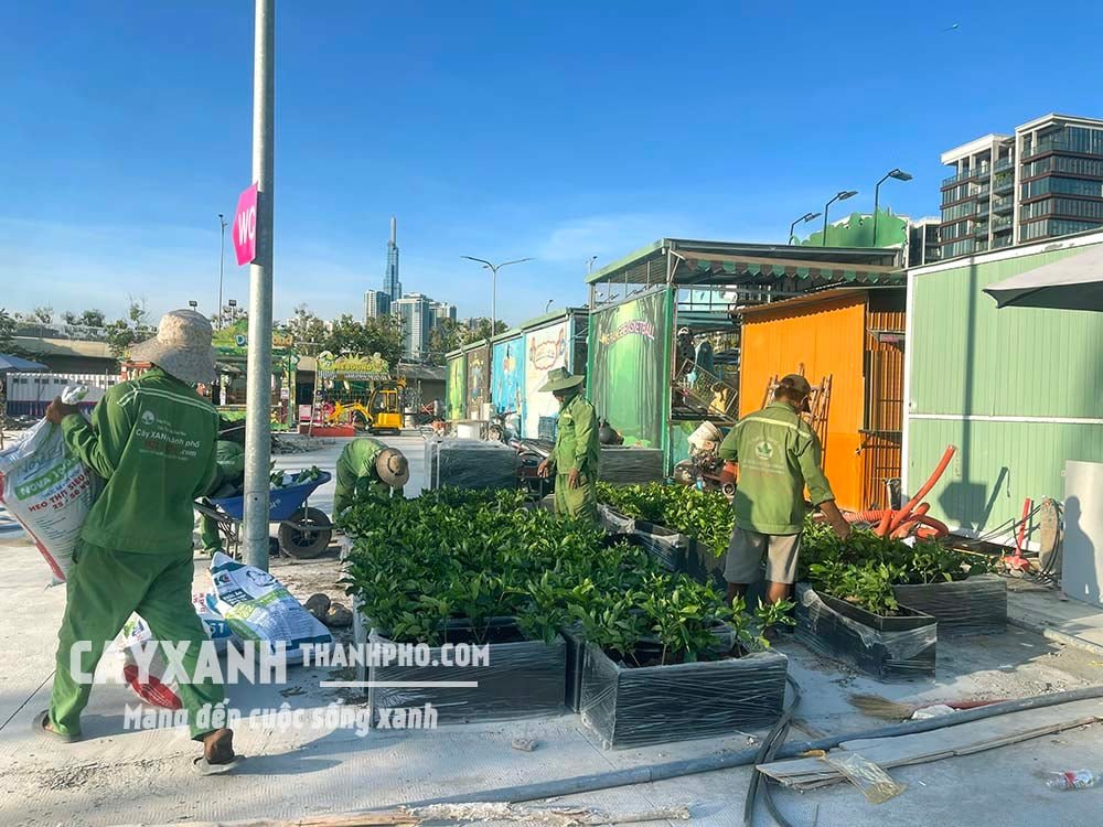 Cây lài tây – Hoa đẹp, dáng xinh, hương thơm hấp dẫn 2