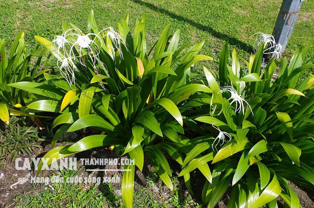 Bạch trinh biển – Một trong các loại cây trồng sân vườn đẹp sống khỏe, dễ chăm 2