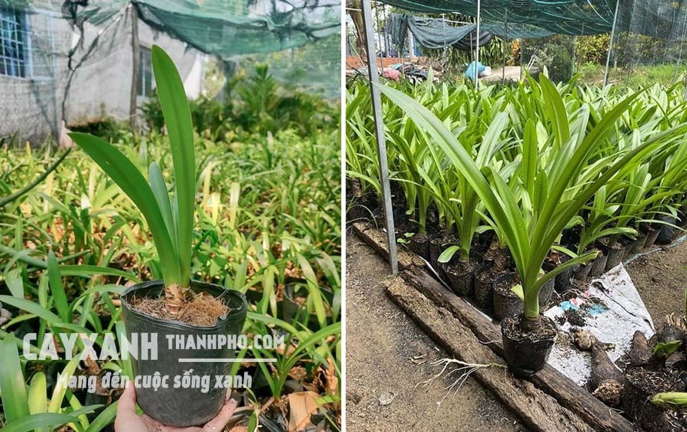 Bạch trinh biển – Một trong các loại cây trồng sân vườn đẹp sống khỏe, dễ chăm 3