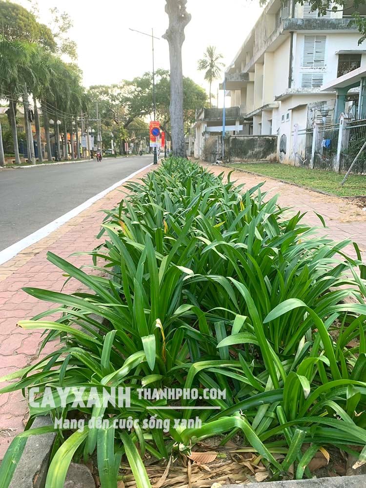 Bạch trinh biển – Một trong các loại cây trồng sân vườn đẹp sống khỏe, dễ chăm