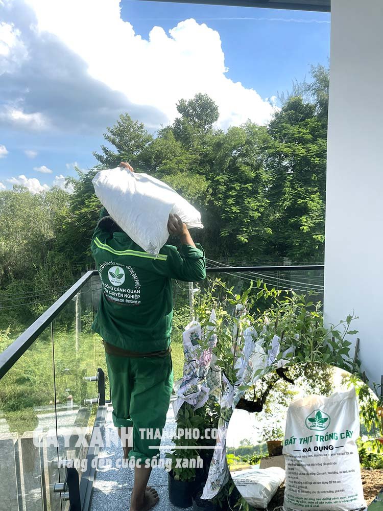 Đất trồng cây trộn sẵn đóng bao có dùng liền được không?