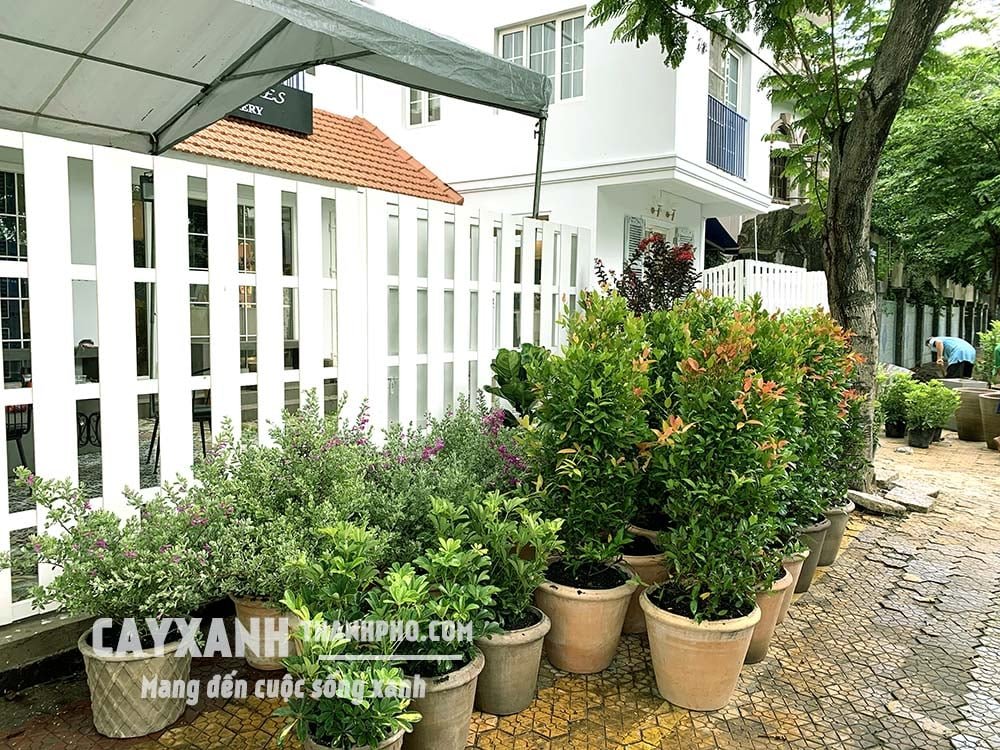 Cây Hồng Lộc – Cây Ngoại Thất, Loài Cây Cảnh Mang Tài Lộc Đến 3