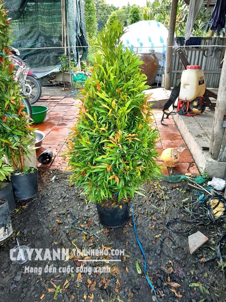 Cây Hồng Lộc – Cây Ngoại Thất, Loài Cây Cảnh Mang Tài Lộc Đến
