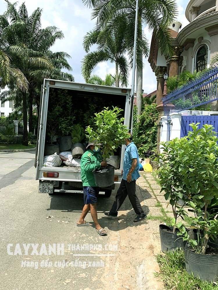 Cây Hồng Lộc – Cây Ngoại Thất, Loài Cây Cảnh Mang Tài Lộc Đến 2