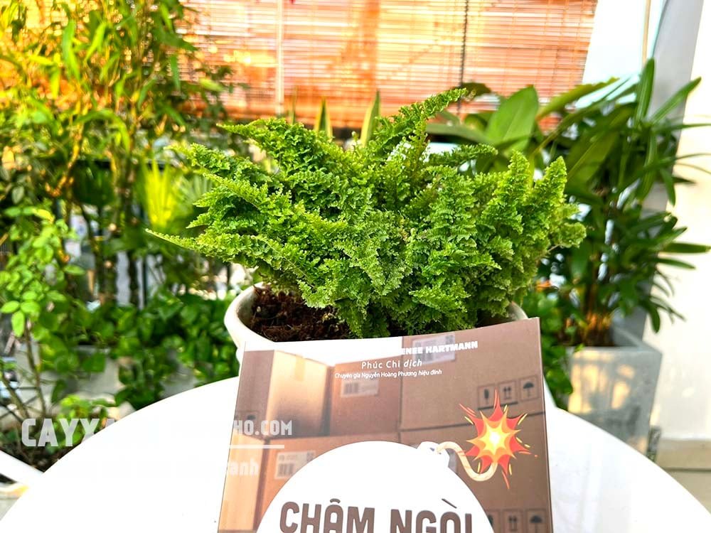 Cây dương xỉ đá – Dương xỉ lá nhuyễn đẹp sang trọng! 2