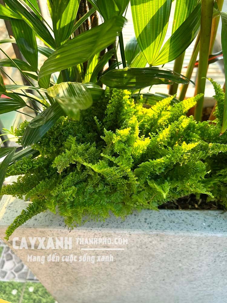 Cây dương xỉ đá – Dương xỉ lá nhuyễn đẹp sang trọng!