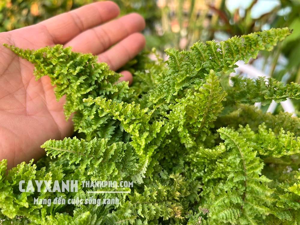 Cây dương xỉ đá – Dương xỉ lá nhuyễn đẹp sang trọng! 3
