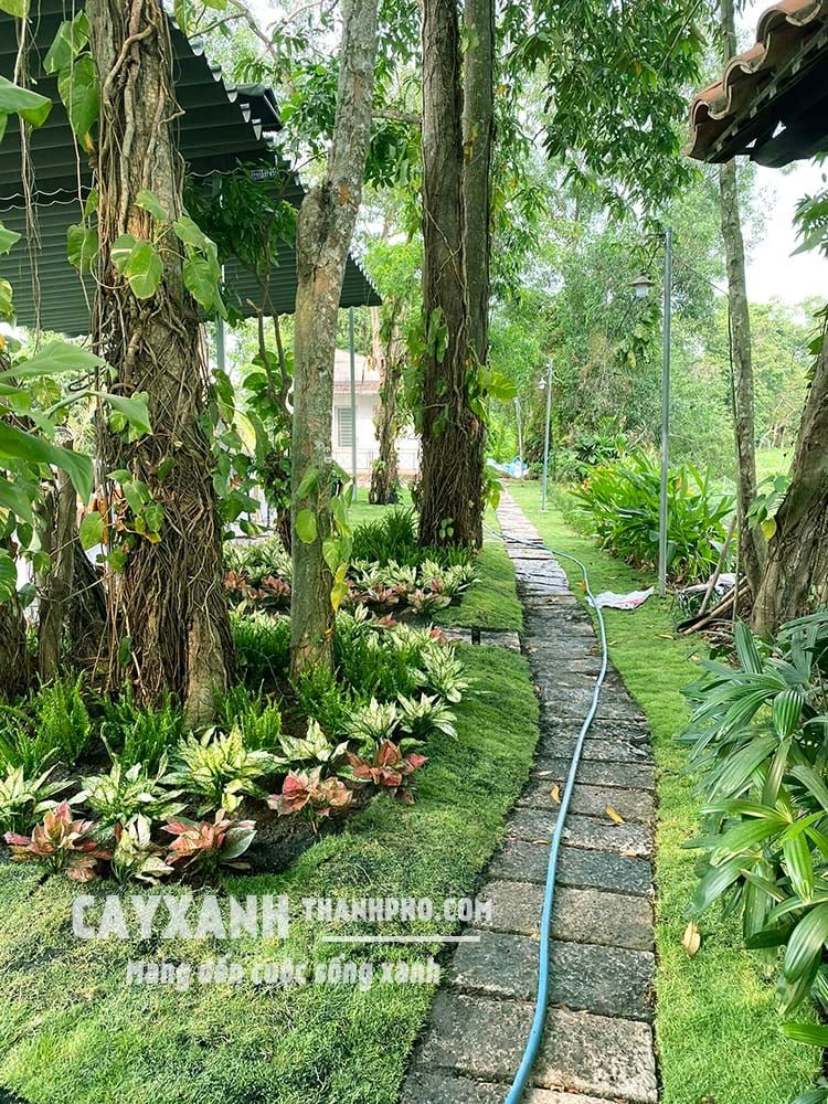 Cây Dương xỉ ưa bóng mát - Tác dụng, Giá và Cách trồng, chăm sóc 3