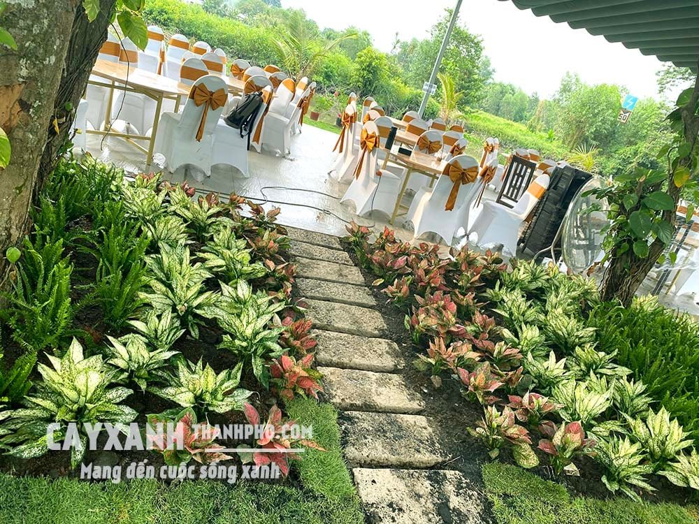 Cây Dương xỉ ưa bóng mát - Tác dụng, Giá và Cách trồng, chăm sóc 2